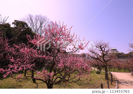 大阪城公園の梅林、盛りなり、大阪城にある梅林は今日もにぎわう。3月初旬のこと、梅、大阪城、 113455765