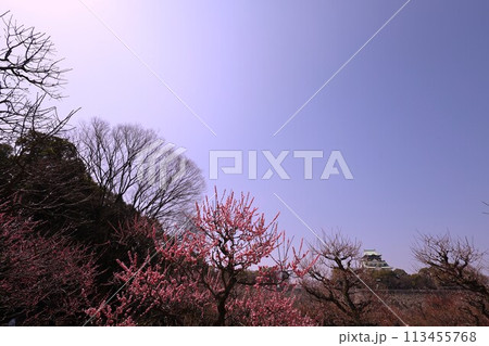 大阪城公園の梅林、盛りなり、大阪城にある梅林は今日もにぎわう。3月初旬のこと、梅、大阪城、 大阪城公園の梅林、盛りなり、大阪城にある梅林は今日もにぎわう。3月初旬のこと、梅、大阪城、 113455768