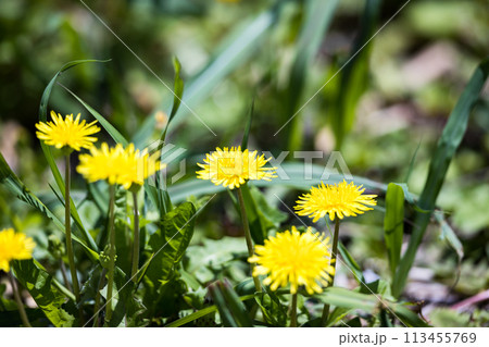 埼玉県さいたま市　田島ヶ原タンポポ 113455769
