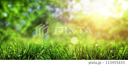 Close up of green grass with the sun shining in the nature background on a spring day. Close up of green grass with the sun shining in the nature background on a spring day. 113455833