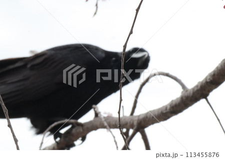 見てるぞ 113455876