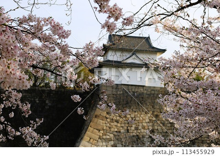 春の青空に映える満開の桜 春の青空に映える満開の桜 113455929