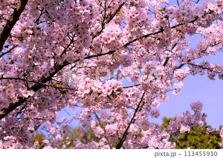 春の青空に映える満開の桜 春の青空に映える満開の桜 113455930