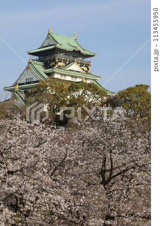 春の青空に映える満開の桜 春の青空に映える満開の桜 113455950