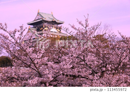 春の青空に映える満開の桜 113455972