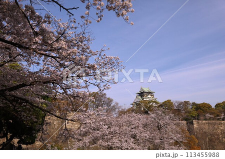 春の青空に映える満開の桜 春の青空に映える満開の桜 113455988