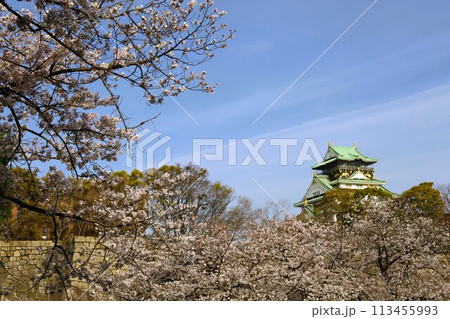 春の青空に映える満開の桜 春の青空に映える満開の桜 113455993