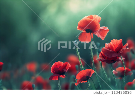 Red poppies in grass. Symbol of Remembrance Day. Copy space for text. 113456056