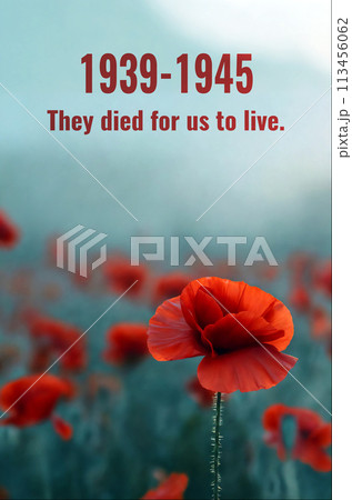 A Red poppy flower in field with quote for Remembrance Day. 113456062