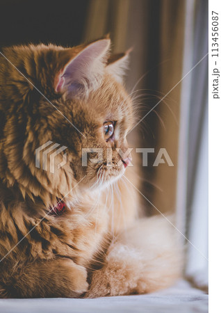 猫の日常 猫の日常 113456087