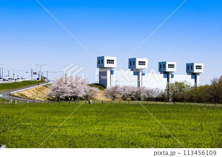 埼玉県さいたま市桜草公園 昭和水門と桜 埼玉県さいたま市桜草公園 昭和水門と桜 113456109