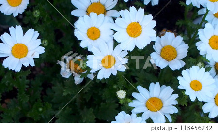 満開のマーガレットの花々 113456232