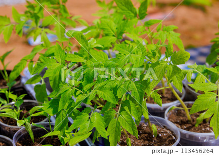 Garden is ready for planting with young tomato seedlings 113456264