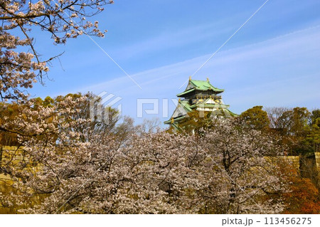 春の青空に映える満開の桜 春の青空に映える満開の桜 113456275