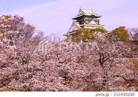 春の青空に映える満開の桜 113456280