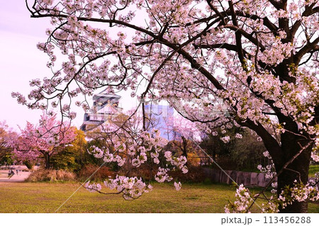 春の青空に映える満開の桜 春の青空に映える満開の桜 113456288