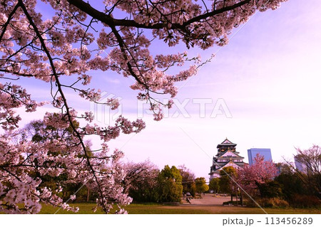 春の青空に映える満開の桜 春の青空に映える満開の桜 113456289