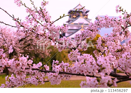 春の青空に映える満開の桜 113456297