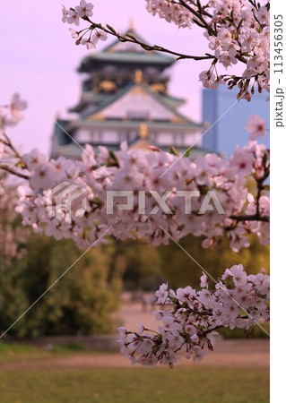春の青空に映える満開の桜 春の青空に映える満開の桜 113456305