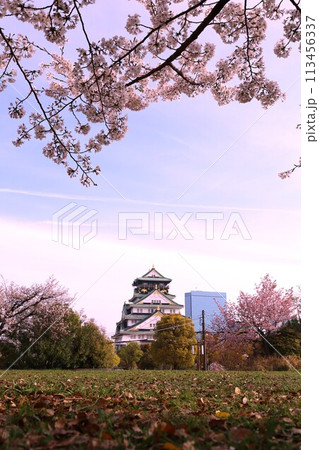 春の青空に映える満開の桜 113456337
