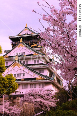 春の青空に映える満開の桜 113456349