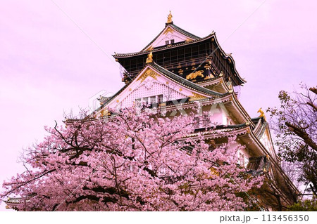 春の青空に映える満開の桜 113456350