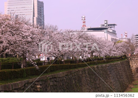 春の青空に映える満開の桜 春の青空に映える満開の桜 113456362