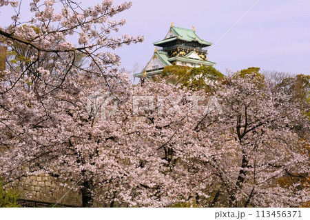 春の青空に映える満開の桜 春の青空に映える満開の桜 113456371