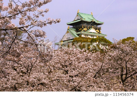 春の青空に映える満開の桜 春の青空に映える満開の桜 113456374