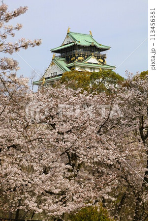 春の青空に映える満開の桜 春の青空に映える満開の桜 113456381