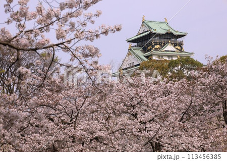 春の青空に映える満開の桜 113456385