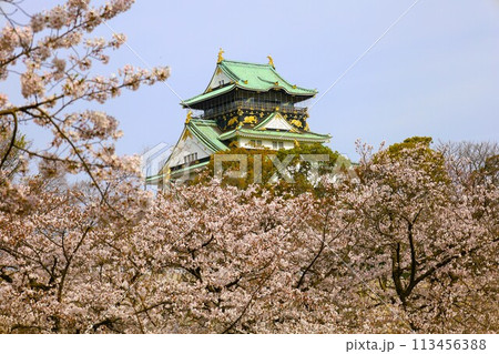 春の青空に映える満開の桜 春の青空に映える満開の桜 113456388
