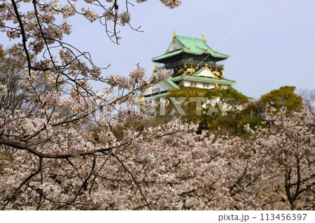 春の青空に映える満開の桜 113456397