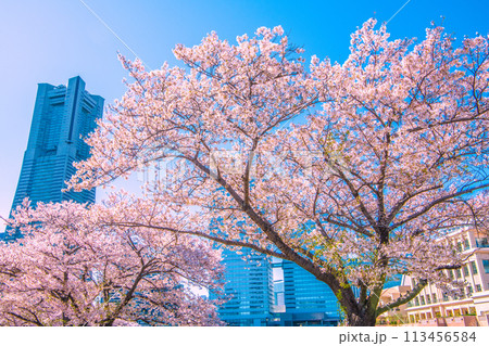 日本の横浜都市景観 横浜みなとみらい・汽車道の桜が満開。奥は横浜ランドマークタワー=10日 日本の横浜都市景観 横浜みなとみらい・汽車道の桜が満開。奥は横浜ランドマークタワー=10日 113456584