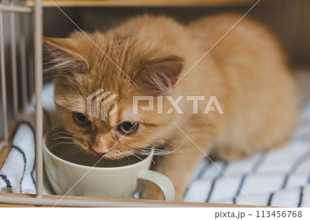 猫の日常 113456768