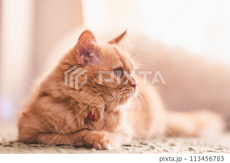 猫の日常 113456783