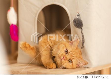 猫の日常 113456788