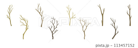 Bare Tree Branch with Stem and Limb Vector Set 113457152