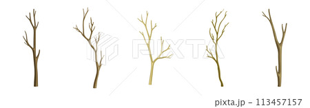 Bare Tree Branch with Stem and Limb Vector Set 113457157