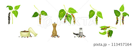 Black Pepper Plant with Green Leaf and Peppercorn Vector Set 113457164