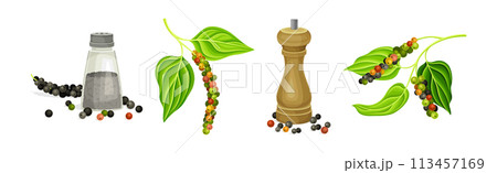 Black Pepper Plant with Green Leaf and Peppercorn Vector Set 113457169
