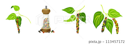 Black Pepper Plant with Green Leaf and Peppercorn Vector Set Black Pepper Plant with Green Leaf and Peppercorn Vector Set 113457172