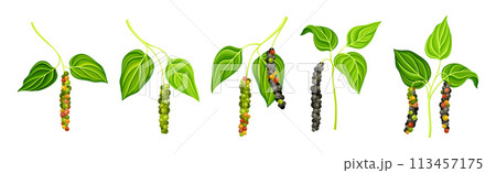 Black Pepper Plant with Green Leaf and Peppercorn Vector Set 113457175