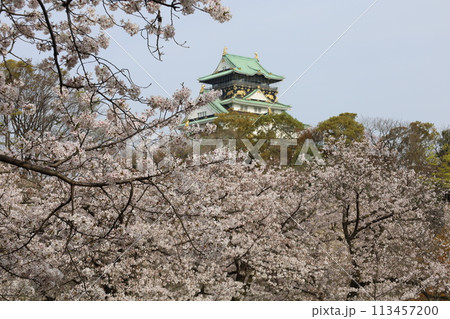 春の青空に映える満開の桜 113457200