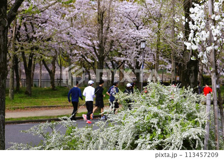 春の青空に映える満開の桜 春の青空に映える満開の桜 113457209