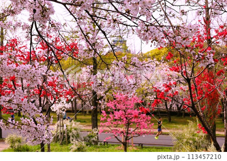 春の青空に映える満開の桜からの桃園の桃 大阪城の桃 春の青空に映える満開の桜からの桃園の桃 大阪城の桃 113457210