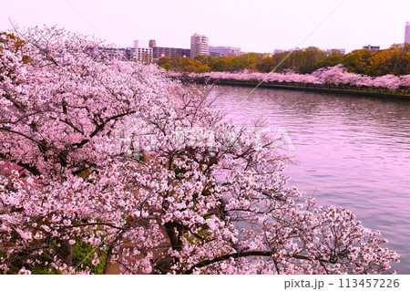 春の青空に映える満開の桜 春の青空に映える満開の桜 113457226