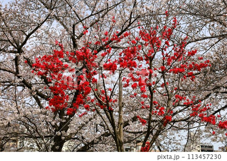 春の青空に映える満開の桜 春の青空に映える満開の桜 113457230