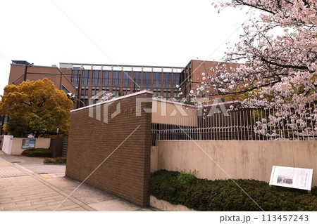 春の青空に映える満開の桜 春の青空に映える満開の桜 113457243