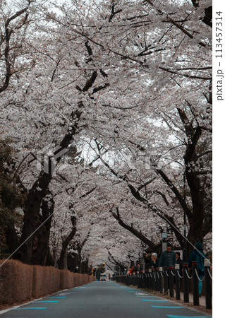 青山霊園の桜並木 青山霊園の桜並木 113457314